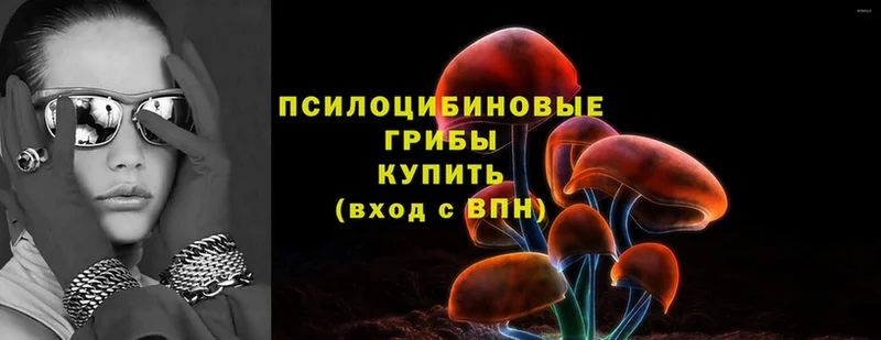 Псилоцибиновые грибы Psilocybe  это какой сайт  Карасук 